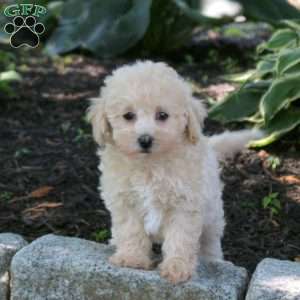 Ava, Bich-Poo Puppy