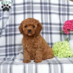 Ava, Cavapoo Puppy