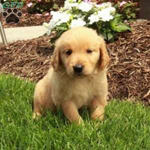 Ava, Golden Retriever Puppy