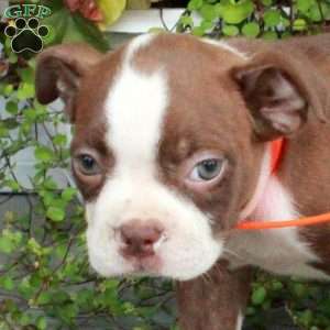 Ava, Boston Terrier Puppy