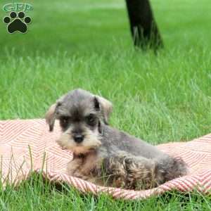 Ava, Miniature Schnauzer Puppy
