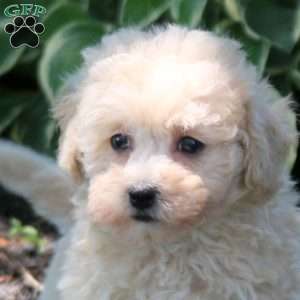 Ava, Bich-Poo Puppy