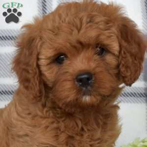 Ava, Cavapoo Puppy
