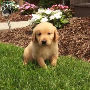 Ava, Golden Retriever Puppy
