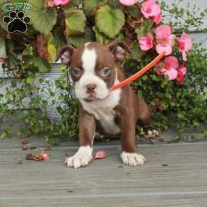 Ava, Boston Terrier Puppy
