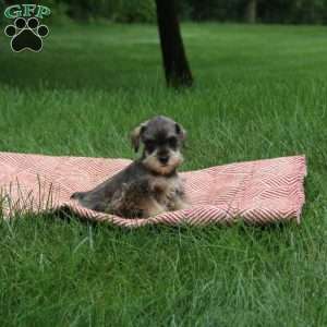 Ava, Miniature Schnauzer Puppy