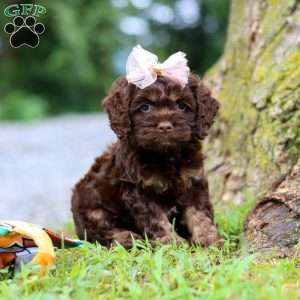 Ava, Cockapoo Puppy