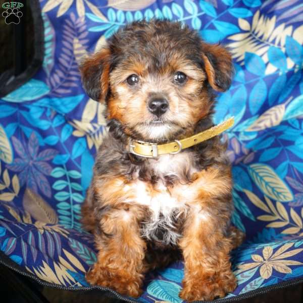 Avery, Yorkie Poo Puppy