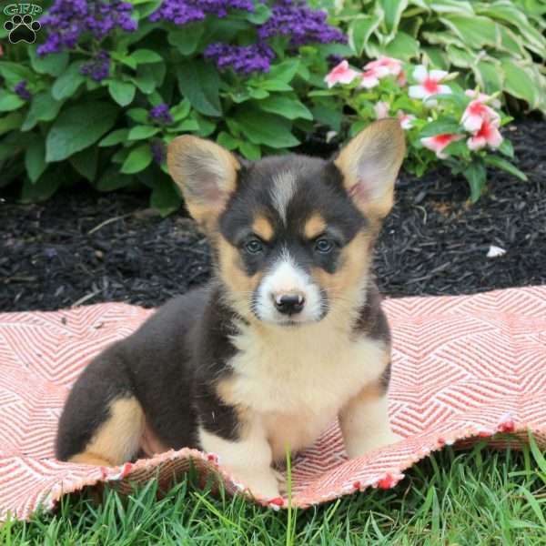 Avis, Pembroke Welsh Corgi Puppy