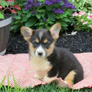 Avis, Pembroke Welsh Corgi Puppy