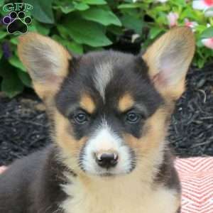 Avis, Pembroke Welsh Corgi Puppy