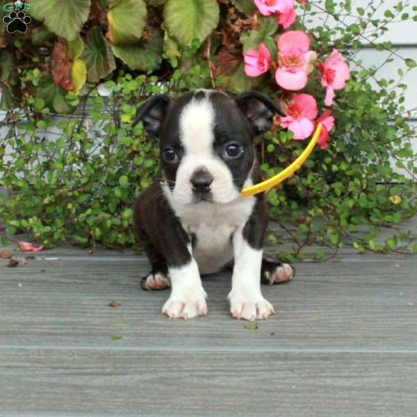 Avril, Boston Terrier Puppy