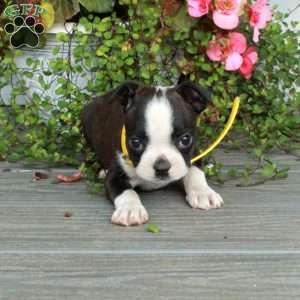 Avril, Boston Terrier Puppy