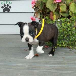 Avril, Boston Terrier Puppy