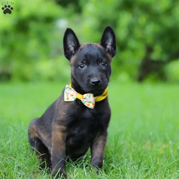 Axel, Belgian Malinois Puppy