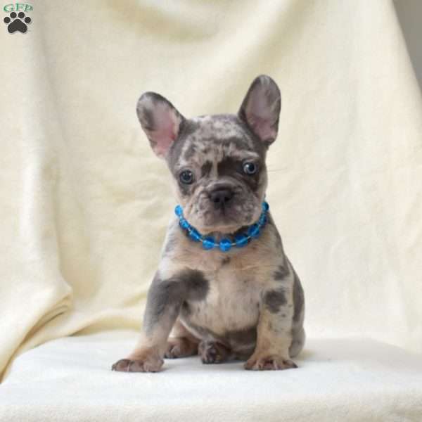 Axel, French Bulldog Puppy