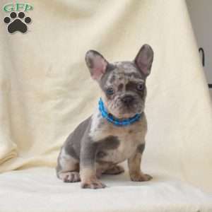 Axel, French Bulldog Puppy