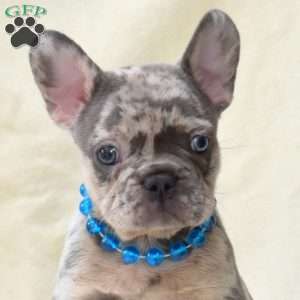 Axel, French Bulldog Puppy