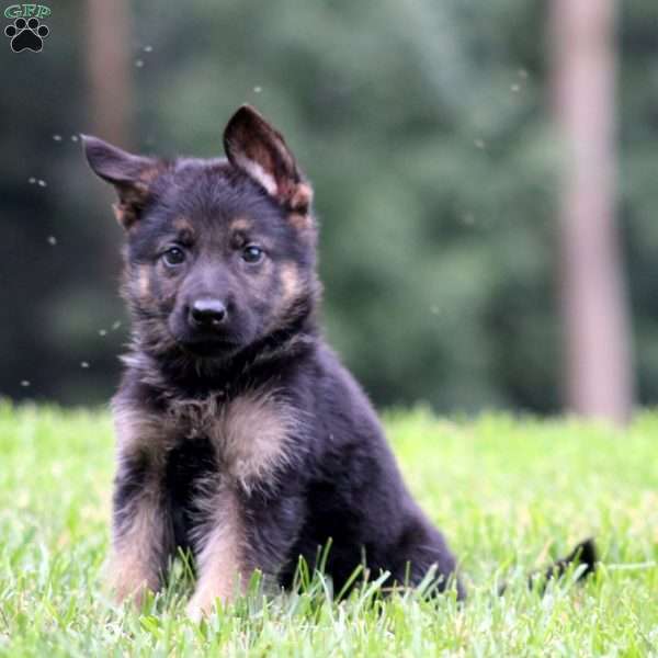 Axel, German Shepherd Puppy