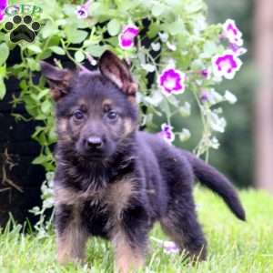Axel, German Shepherd Puppy