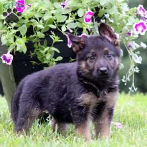 Axel, German Shepherd Puppy