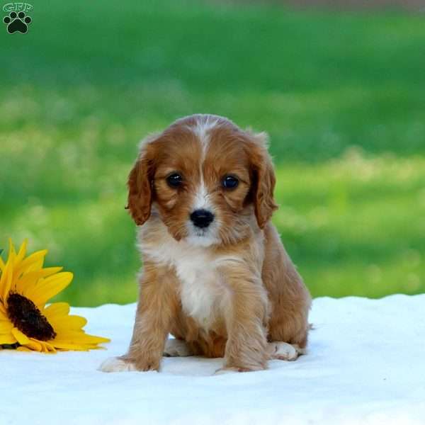 Mackenzie, Cavapoo Puppy