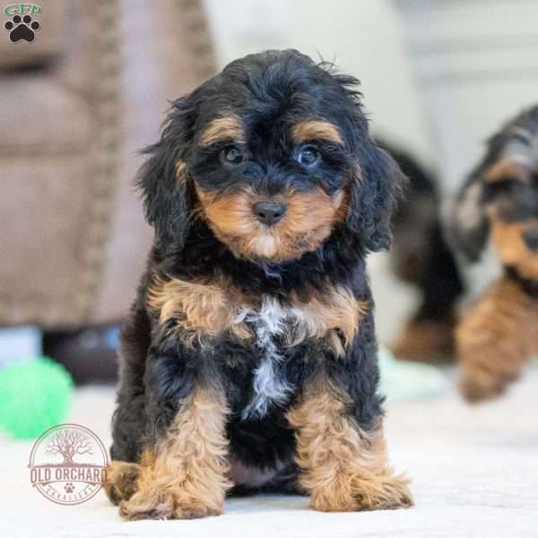 Caroline, Cavapoo Puppy