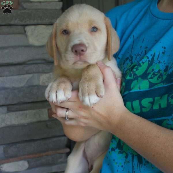Macy, Silver Labrador Retriever Puppy