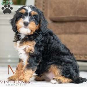 Birdie, Mini Bernedoodle Puppy