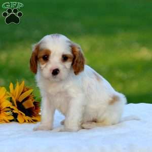 Morgan, Cavapoo Puppy