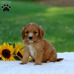Marc, Cavapoo Puppy