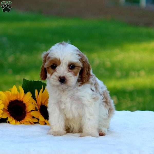 Megan, Cavapoo Puppy