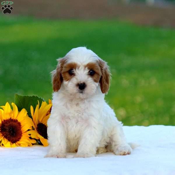 Max, Cavapoo Puppy
