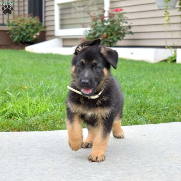 Badger, German Shepherd Puppy