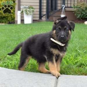 Badger, German Shepherd Puppy