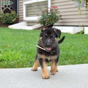 Badger, German Shepherd Puppy