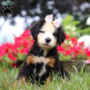 Bailey, Bernese Mountain Dog Puppy