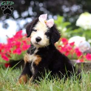 Bailey, Bernese Mountain Dog Puppy