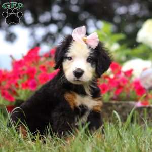 Bailey, Bernese Mountain Dog Puppy
