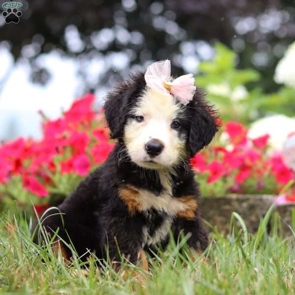 Bailey, Bernese Mountain Dog Puppy