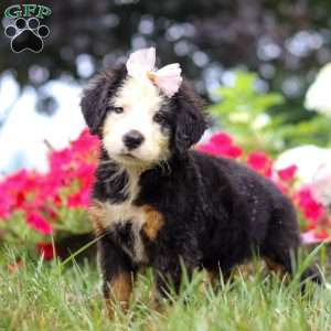 Bailey, Bernese Mountain Dog Puppy