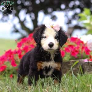 Bailey, Bernese Mountain Dog Puppy