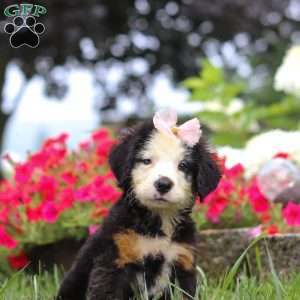 Bailey, Bernese Mountain Dog Puppy