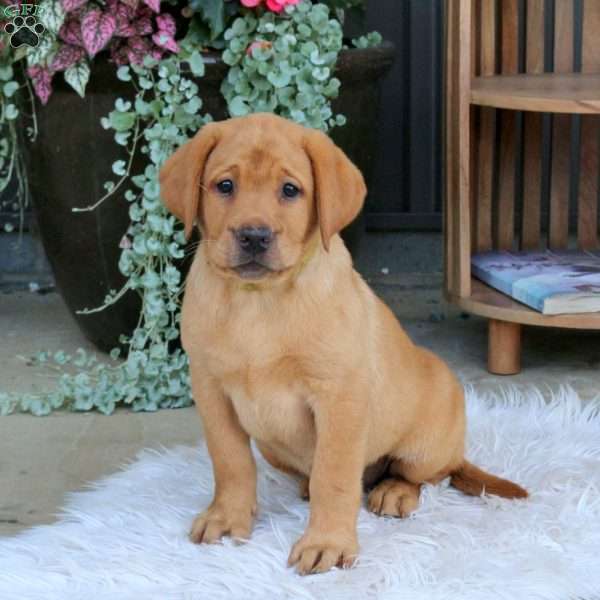 Bailey, Fox Red Labrador Retriever Puppy