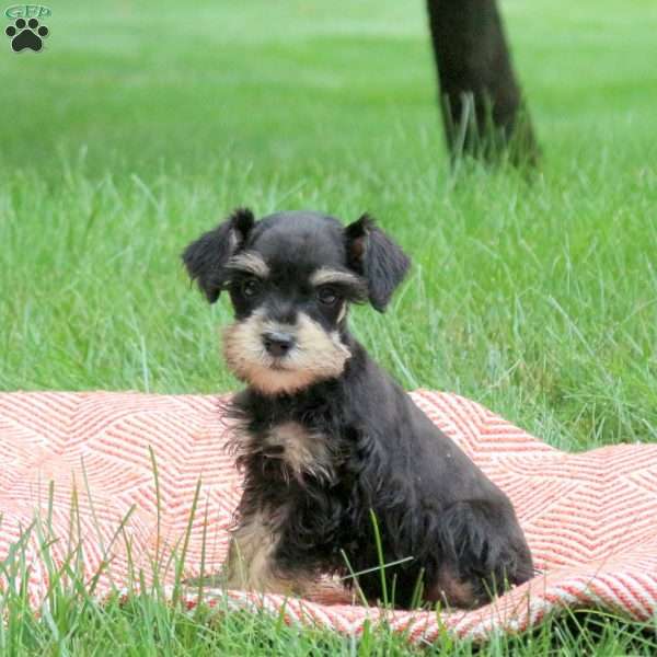Bailey, Miniature Schnauzer Puppy