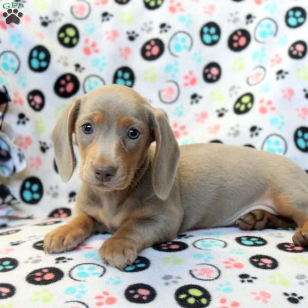 Bailey-Mini, Dachshund Puppy