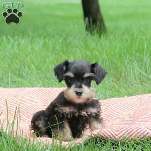 Bailey, Miniature Schnauzer Puppy