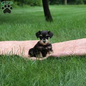 Bailey, Miniature Schnauzer Puppy