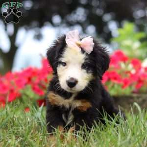 Bailey, Bernese Mountain Dog Puppy