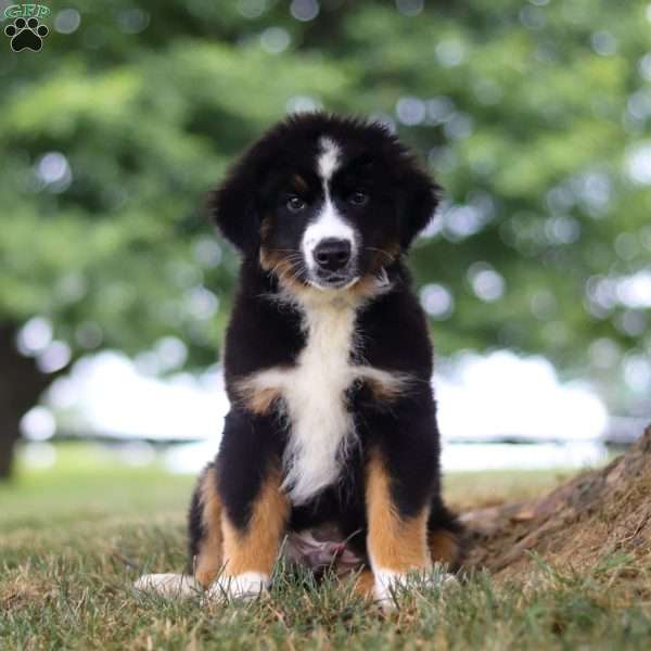 Baja, Miniature Australian Shepherd Puppy